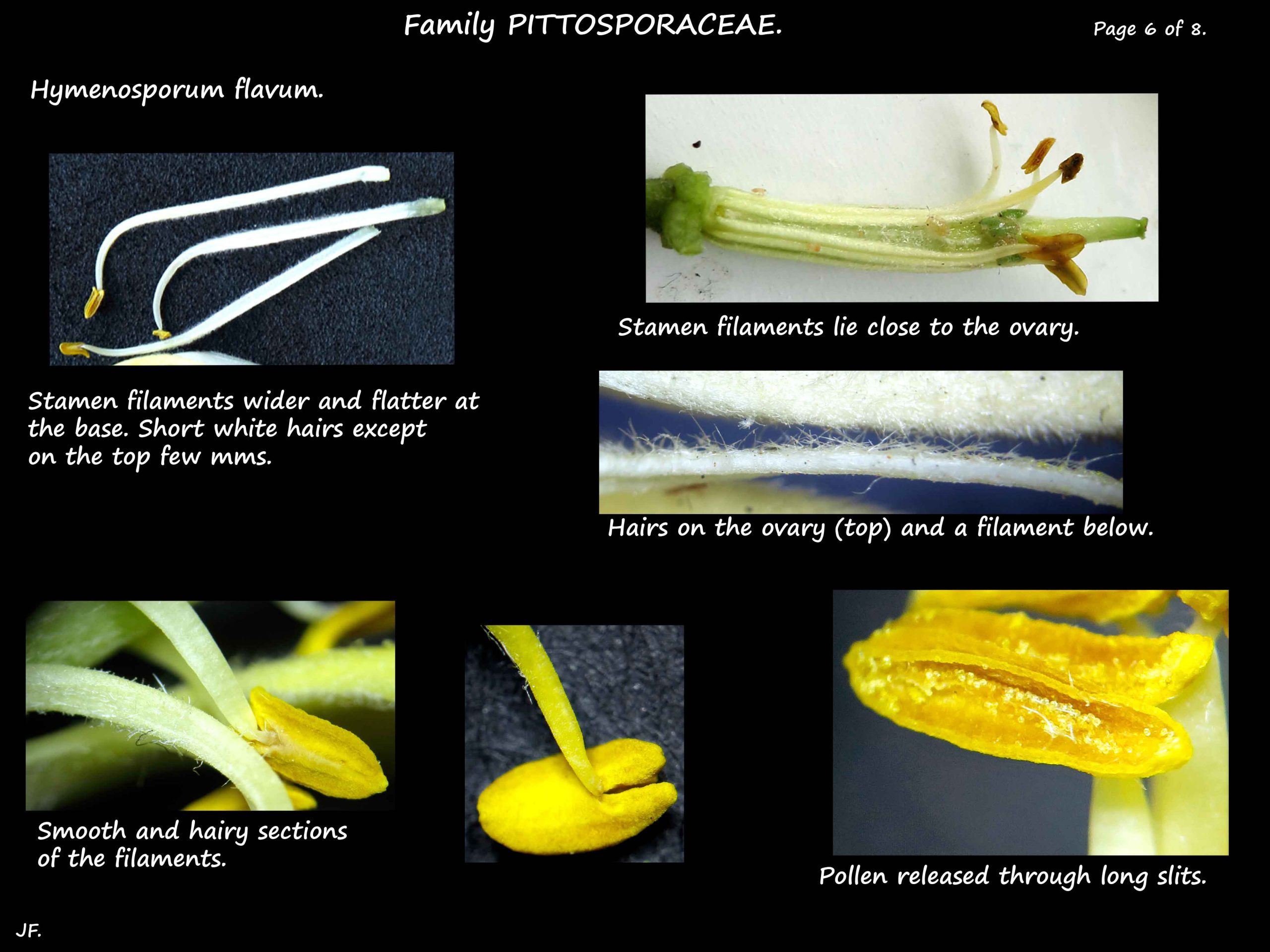 6 Hymenosporum stamens